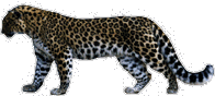 leopard photo