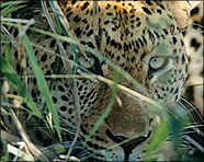 South Africa 2001